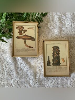 Pair of Vintage Brass Framed Mushroom Fungi Decor 5x7